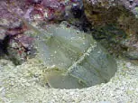 Horseshoe Crab - Limulus polyphemus