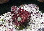Snail, Astrea (turbo) - Lithopoma americanum - 12 and 100 Lots