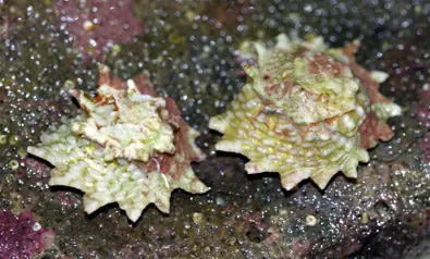 Ninja Snail - Astralium phoebium