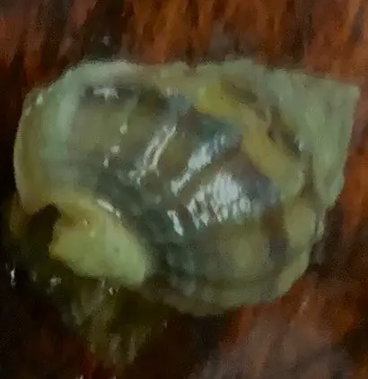Nassarius Snail - Nassarius polygonatus