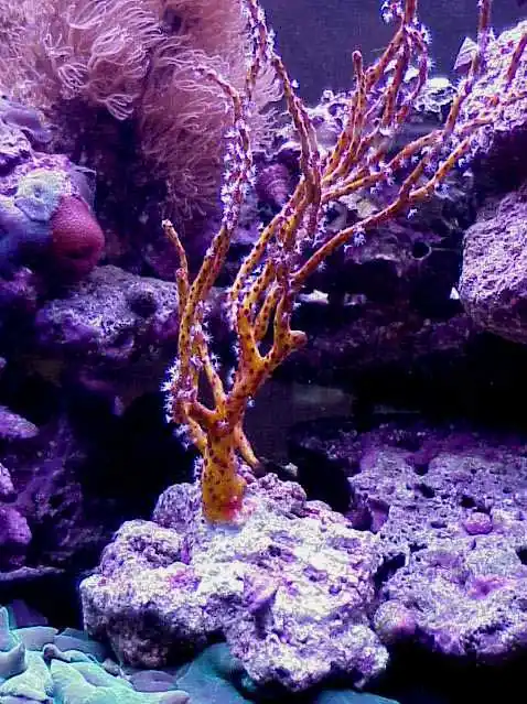Yellow Gorgonian - Diodogorgia nodulifera