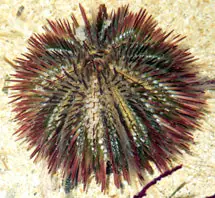 Sea Urchin, Pincushion - L. variegatus