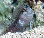 Blenny, Eyelash - Parablennius marmoreus