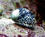 Total Reef Care # 3 - Algae Control Packages