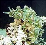 Lettuce Nudibranch - Tridachia crispata