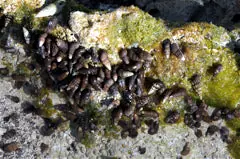 Blue Leg Hermit Crab, Small - Clibanarius tricolor - 100 Lot