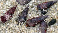 Cerith Snail - Cerithium atratum - 300 Lot