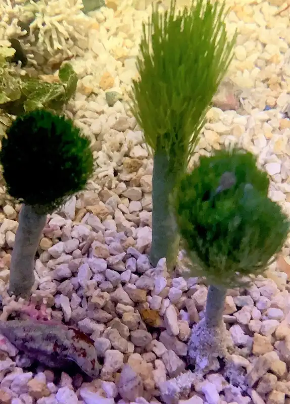Shaving Brush Plant - Penicilus sp. (3 Lot)