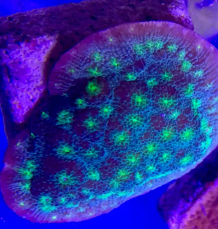 Coral Frag, Large Chalice, Hollywood Stunner - Aquacultured Coral