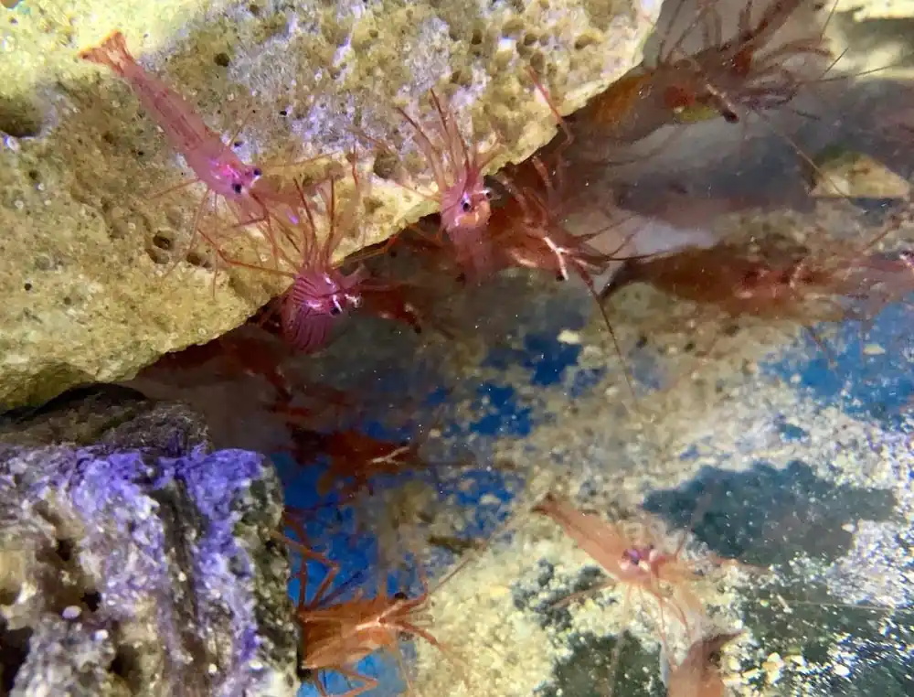 Shrimp, Peppermint-Large - Lysmata sp.