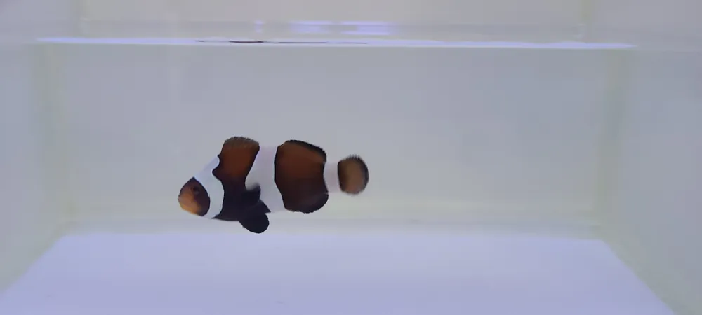 Ocellaris Clown, Captive Bred "Mocha"- (Small)