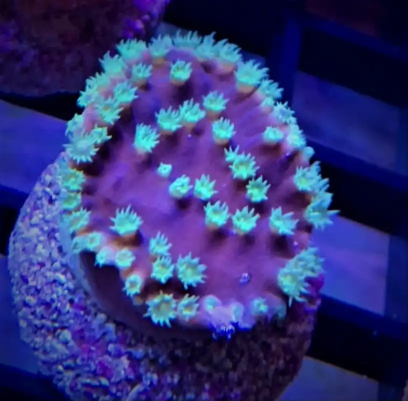 Coral Frag, Yellow Scroll - Aquacultured Corals
