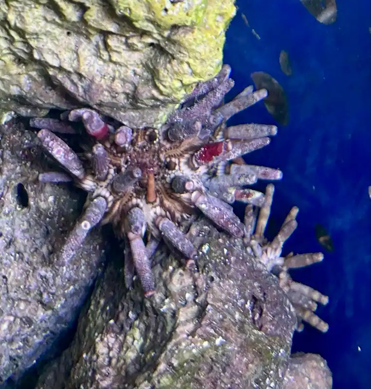 Pencil Urchins- Eucidaris tribuloides (3 Lot)