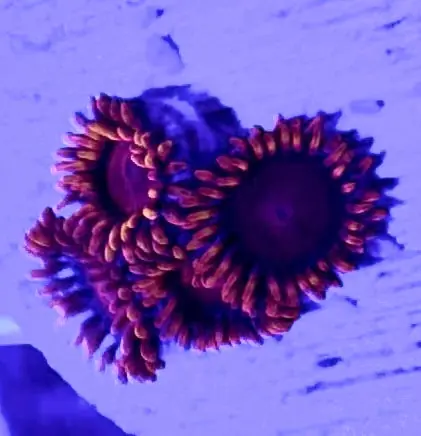 Zooanthids, Orange - Zooanthis sp.