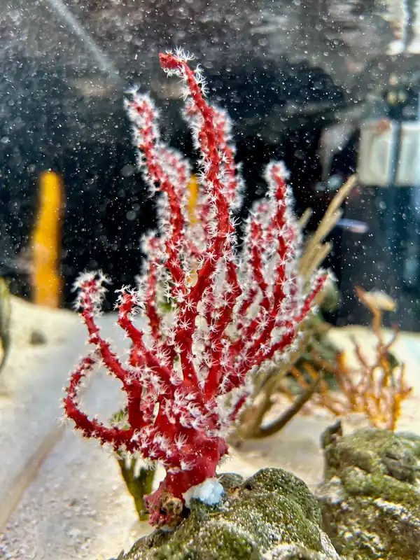 Red Gorgonian - Diodogorgia nodulifera