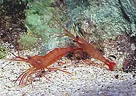 Shrimp, Peppermint - Lysmata sp. (6 lot)