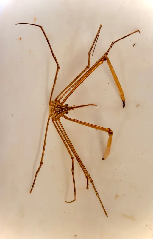 Crab, Arrow - Stenorhynchus seticomis