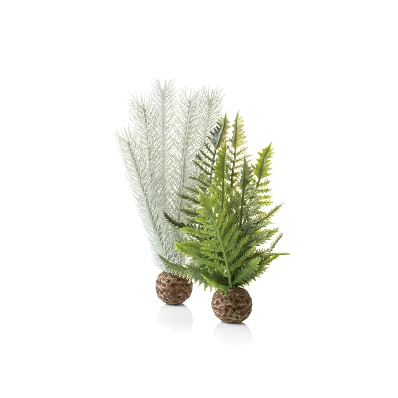 Small Thistle Fern Plant Set - biOrb