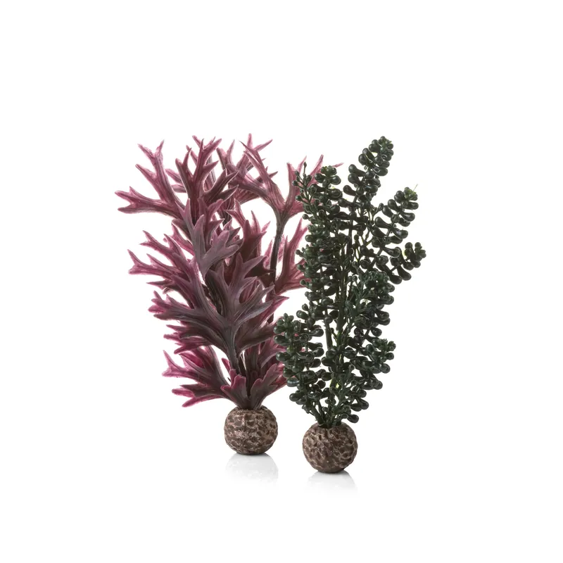 Small Sea Pearls & Kelp Plant Set - biOrb