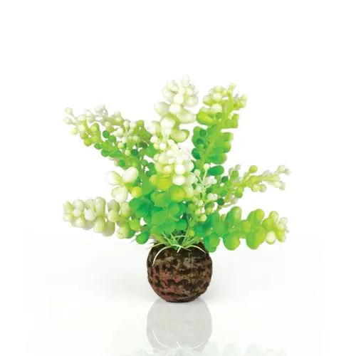 Green Caulerpa - biOrb