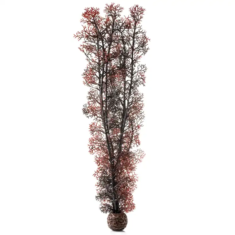 Extra Large Sea Fan - biOrb
