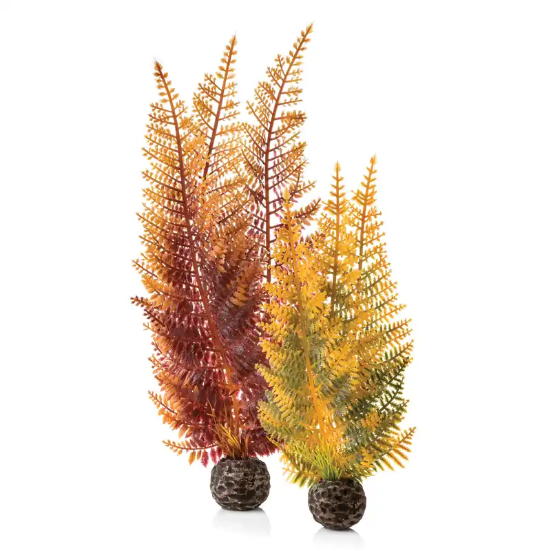 Fern Plant Set - biOrb