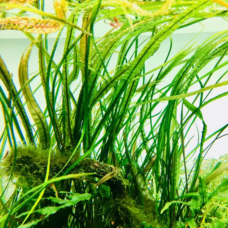 IC098 ADA Tissue Culture-Cryptocoryne Balansae