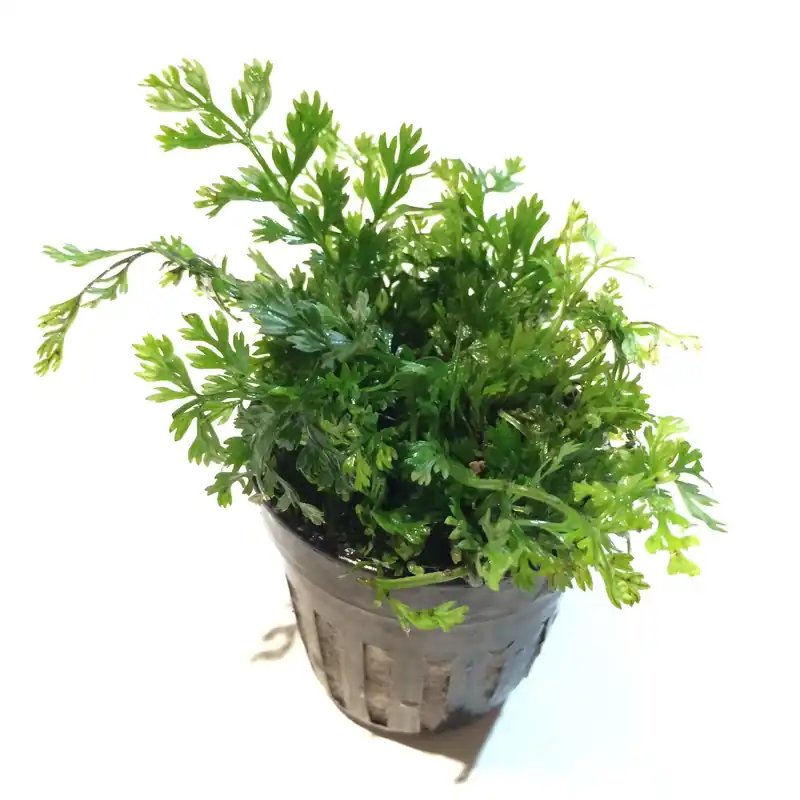 Bolbitis sp. "Baby Leaf"(potted) - Aqua Forest Aquarium