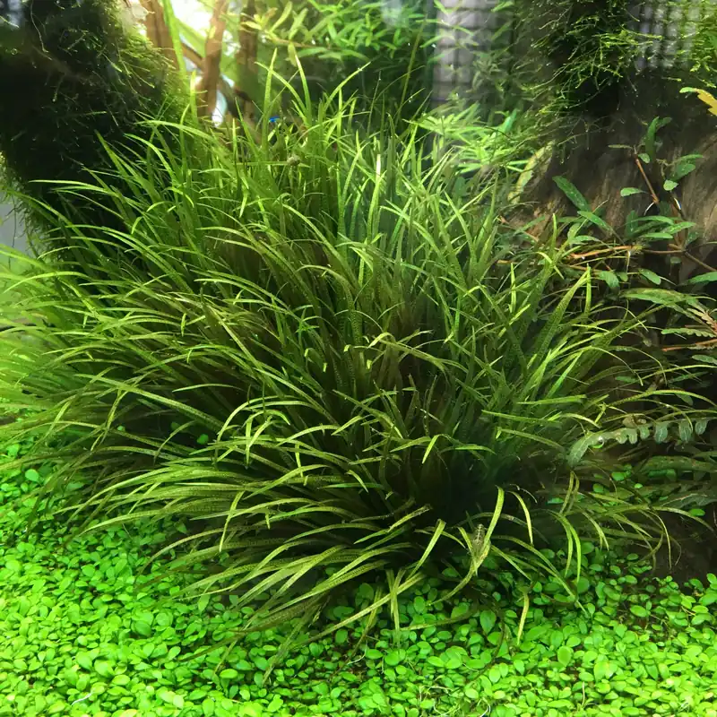 Blyxa japonica (submerged stems) - Aqua Forest Aquarium