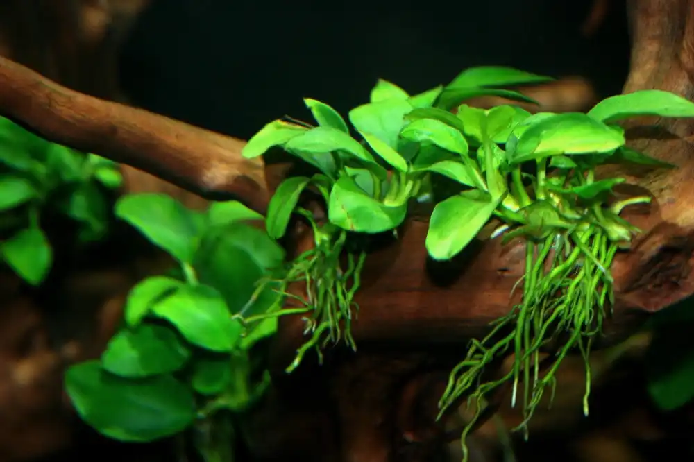 Anubias nana petite (potted) - Aqua Forest Aquarium