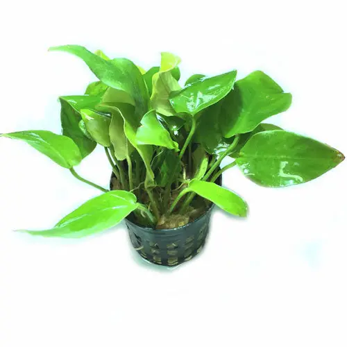 Anubias barteri var nana Golden (potted) - Aqua Forest Aquarium