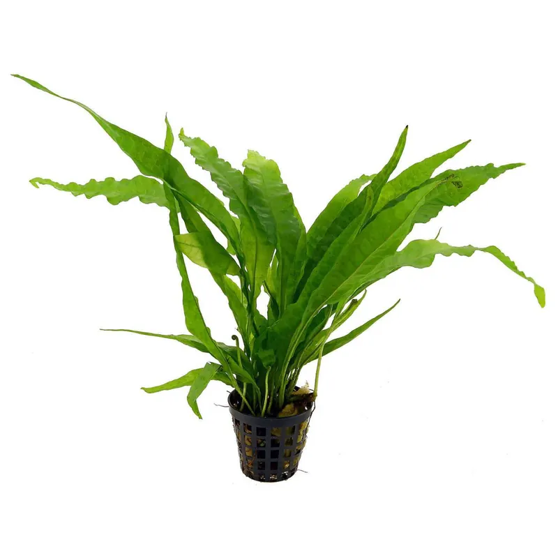 Java Fern (Microsorum pteropus) (potted) - Aqua Forest Aquarium