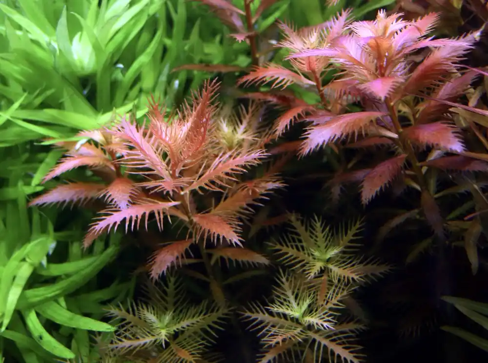IC403 ADA tissue culture plant-Proserpinaca Palustris (short cup)