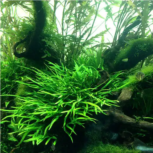 Trident Java Fern mini (Microsorium pteropus sp.) 8-10 leaves clump