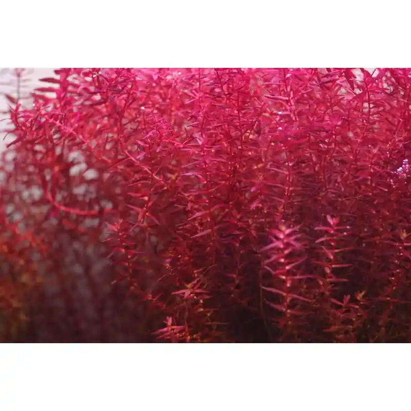 IC438 ADA Tissue Culture - Rotala Macrandra sp. mini butterfly (cup size: short)