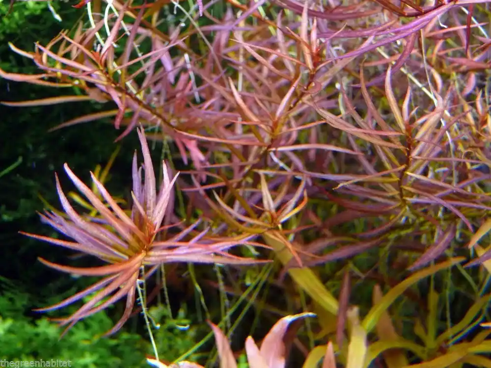 IC001 ADA Tissue Culture - Ludwigia Arcuata