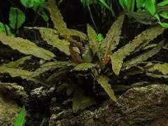 IC094 ADA Tissue Culture - Cryptocoryne wendtii 'Brown' (cup size: short)