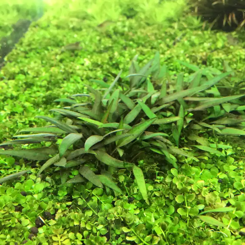 IC091 ADA Tissue Culture - Cryptocoryne Lucens (cup size: short)