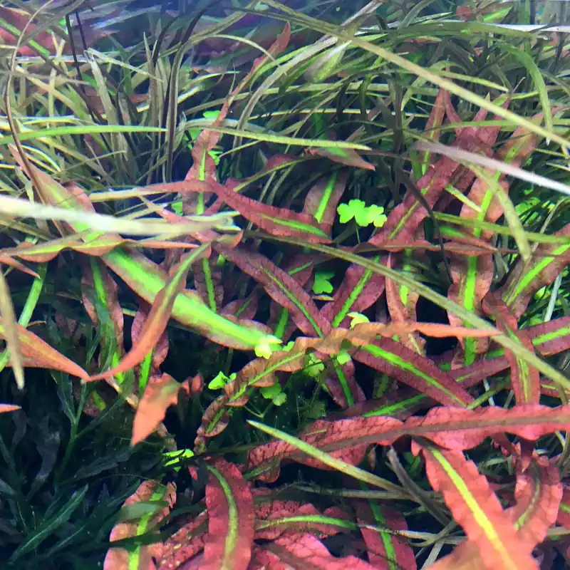 IC198 ADA Tissue Culture - Cryptocoryne spiralis 'tiger'