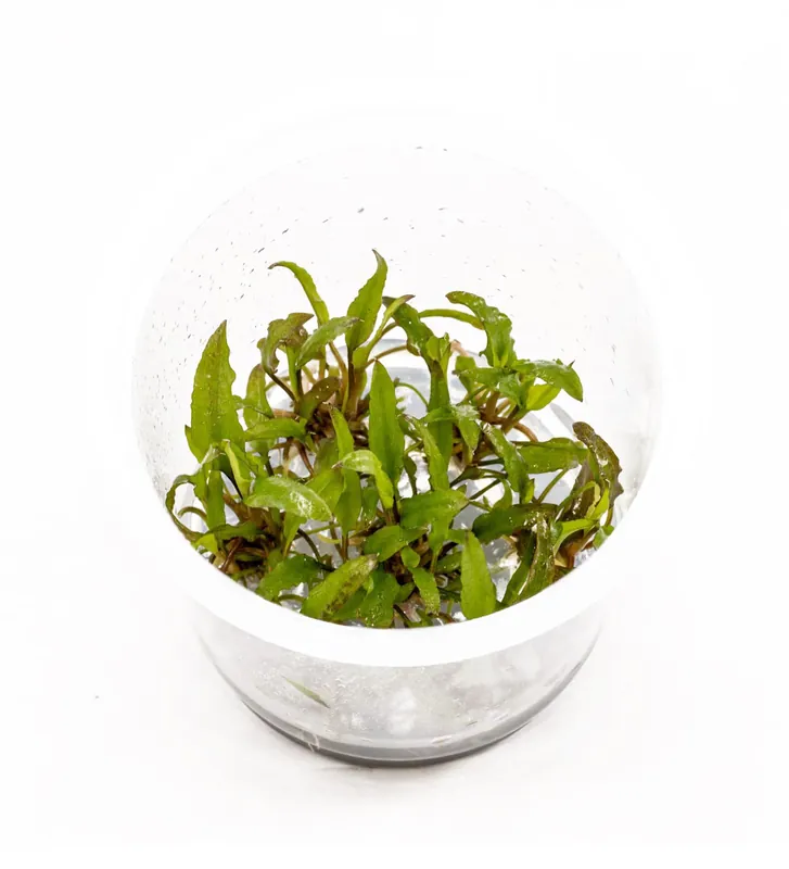 IC092 ADA Tissue Culture - Cryptocoryne Wendtii "Green"