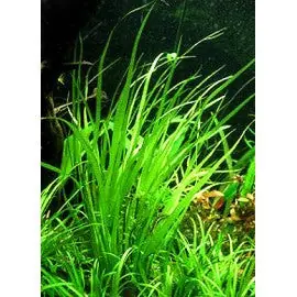 IC031 ADA Tissue Culture - Cyperus helferi