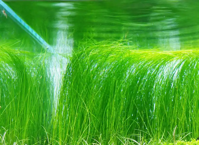 IC041 ADA Tissue Culture - Eleocharis vivipara