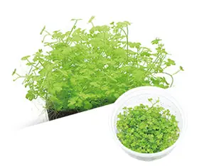 IC203 ADA Tissue Culture - Hydrocotyle tripartita "mini" (cup size: short)
