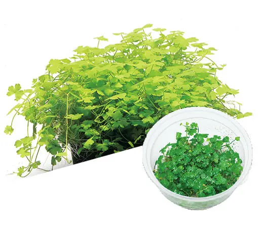 IC014 ADA Tissue Culture - Hydrocotyle tripartita (cup size: short)