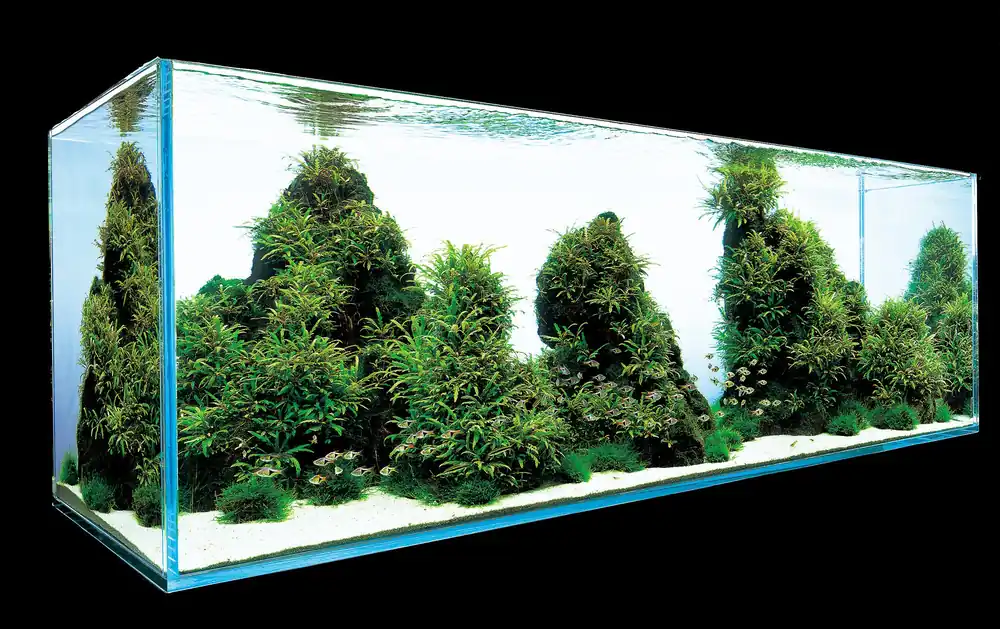 IC202 ADA Tissue Culture - Hygrophila pinnatifida (cup size: short)