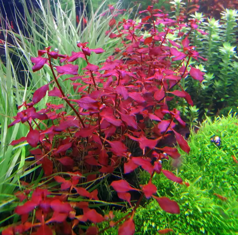 IC407 ADA Tissue Culture - Ludwigia repens 'Super red' (cup size: short)