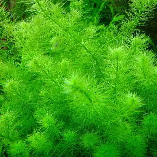 IC452 ADA Tissue Culture - Myriophyllum sp mini guyana (cup size: short)