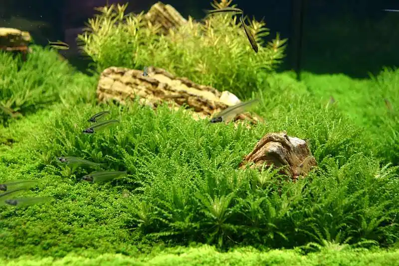 IC035 ADA Tissue Culture - Pogostemon helferi (cup size: small)