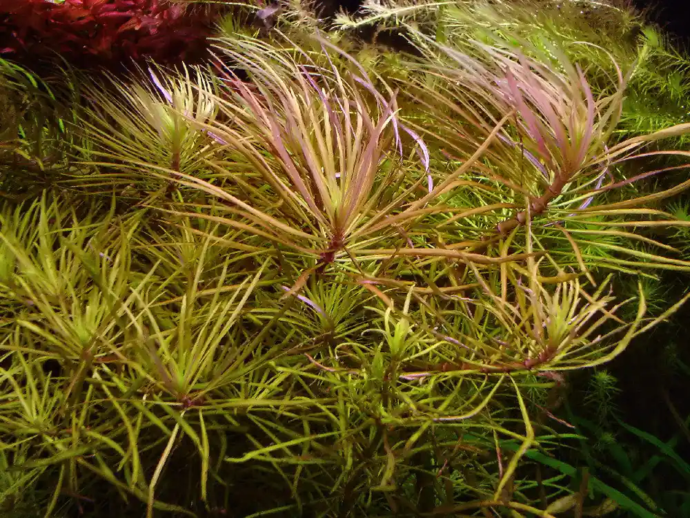 IC026 ADA Tissue Culture - Pogostemon stellatus 'Dassen' (cup size: short)