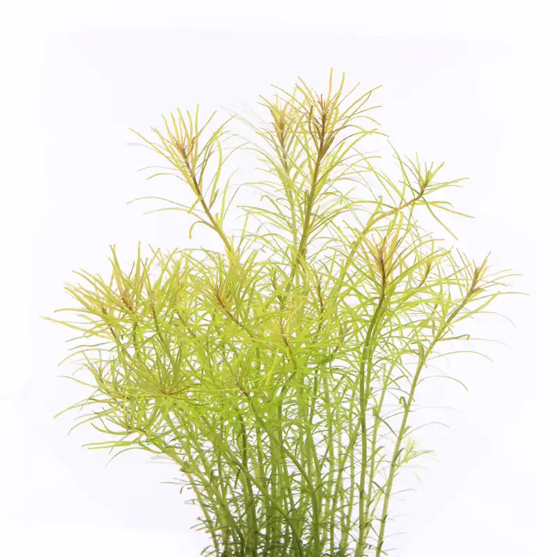 IC400 ADA Tissue Culture - Rotala "Nanjenshen"